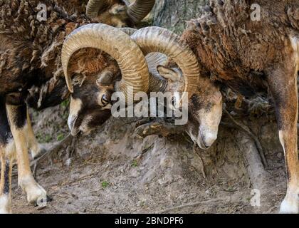 Sythen, NRW, Germania. 14 maggio 2020. Bloccaggio degli avvisatori acustici in posizione di blocco. Due montoni di mouflon bloccano i loro corni al Wildlife Park Granat, una riserva naturale di 600 mq dove fino a 500 animali vagano per lo più liberamente. I parchi naturali, gli zoo e alcuni parchi di divertimento all'aperto riaprono con consigli speciali e regole di allontanamento in vigore, a seguito della decisione di allentare gradualmente alcune delle misure di blocco in Germania. Credit: Imageplotter/Alamy Live News Foto Stock