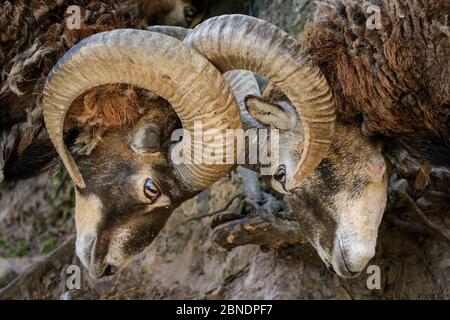 Sythen, NRW, Germania. 14 maggio 2020. Bloccaggio degli avvisatori acustici in posizione di blocco. Due montoni di mouflon bloccano i loro corni al Wildlife Park Granat, una riserva naturale di 600 mq dove fino a 500 animali vagano per lo più liberamente. I parchi naturali, gli zoo e alcuni parchi di divertimento all'aperto riaprono con consigli speciali e regole di allontanamento in vigore, a seguito della decisione di allentare gradualmente alcune delle misure di blocco in Germania. Credit: Imageplotter/Alamy Live News Foto Stock