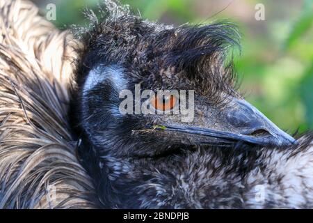 Sythen, NRW, Germania. 14 maggio 2020. Un emu (Dromaius novaehollandiae) accoglie curiosamente i visitatori con la sua acconciatura al Wildlife Park Granat, una riserva naturale di 600 metri quadrati dove fino a 500 animali per lo più vagano liberamente. I parchi naturali, gli zoo e alcuni parchi di divertimento all'aperto riaprono con consigli speciali e regole di allontanamento in vigore, a seguito della decisione di allentare gradualmente alcune delle misure di blocco in Germania. Credit: Imageplotter/Alamy Live News Foto Stock