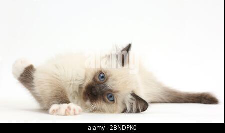 Gattini Ragdoll, dieci settimane, giacente sul suo lato. Foto Stock