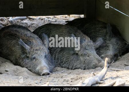 Sythen, NRW, Germania. 14 maggio 2020. Tre femmine di cinghiale hanno avuto abbastanza eccitazione per il giorno e si sono liberate nella loro capanna al Wildlife Park Granat, una riserva naturale di 600 metri quadrati dove fino a 500 animali per lo più vagano liberamente. I parchi naturali, gli zoo e alcuni parchi di divertimento all'aperto riaprono con consigli speciali e regole di allontanamento in vigore, a seguito della decisione di allentare gradualmente alcune delle misure di blocco in Germania. Credit: Imageplotter/Alamy Live News Foto Stock