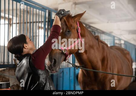 Donna che grooming spazzola fuori cavallo e si prepara dopo il giro in stallo Foto Stock