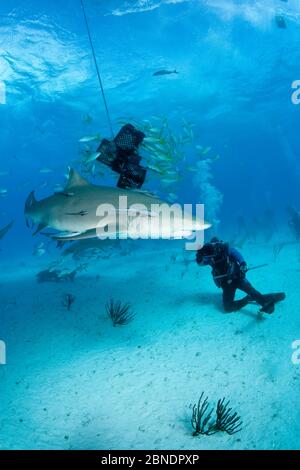 Subacquei con squalo di limone (Negaprion brevirostris) attratti da esca, Bahamas del Nord, Mar dei Caraibi, Oceano Atlantico. Marzo 2009. Foto Stock