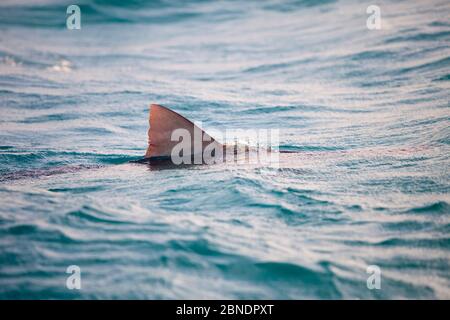 Pinna dorsale di squalo tigre (Galeocerdo cuvier) che nuota in superficie, Bahamas Settentrionale, Mar dei Caraibi, Oceano Atlantico Foto Stock