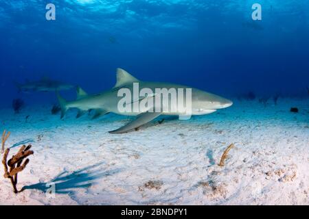 Squalo di limone (Negaprion brevirostris) con Remora di accompagnamento, Bahamas del Nord, Mar dei Caraibi, Oceano Atlantico Foto Stock