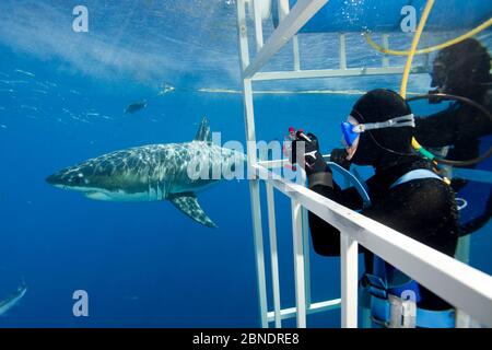 Subacqueo che fotografa il grande squalo bianco, (Carcharodon carcharias) dalla gabbia. Guadalupe, Messico, Oceano Pacifico. Settembre 2011. Foto Stock