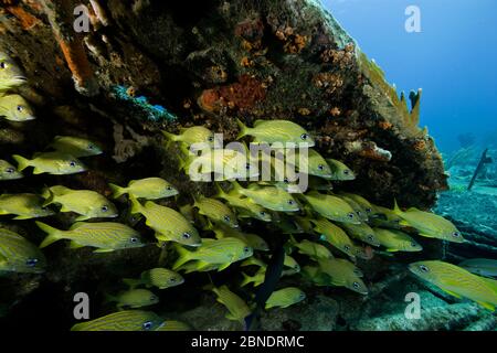 Sciame di grunt francese (Haemulon flavolineatum) sul relitto Sabinale, Santa Lucia, Camaguey, Cuba, Mar dei Caraibi, Oceano Atlantico Foto Stock