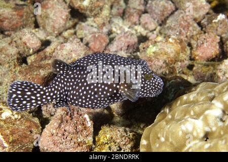 Guineafondo (Arothron meleagris) Parco Nazionale dell'Isola di Cocos, Costa Rica, Oceano Pacifico orientale Foto Stock