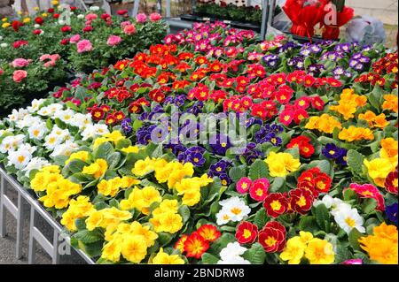molte pentole di fiori primaverili fioriti in primavera per la vendita nel mercato dei fiori Foto Stock