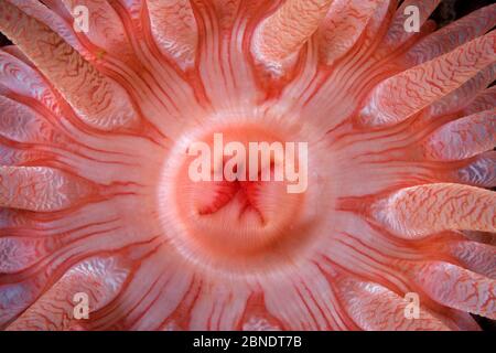 Particolare della bocca dell'anemone di Crimson (Cribrinopsis fernaldi) Isola di Vancouver, British Columbia, Canada, Oceano Pacifico Foto Stock