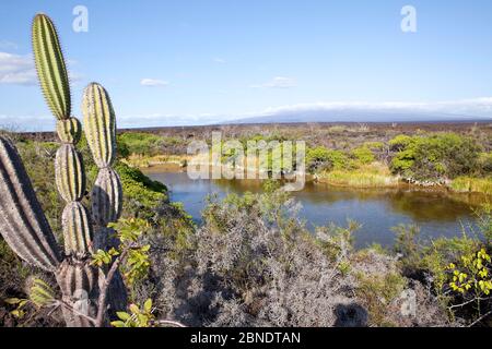 Cactus (Jasminocereus) Moreno punto, Isabela Island, Isole Galapagos, Est Oceano Pacifico Foto Stock