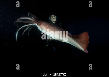 Subacquea e Humboldt calamari (Dosidicus gigas) di notte al largo di Loreto, Mare di Cortez, Baja California, Messico, Oceano Pacifico orientale. Agosto 2007. Foto Stock