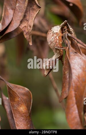 Geco satanico con coda di foglie (Uroplatus fantasasticus) su twig, Parco Nazionale Andasibe-Mantadia, Regione Alaotra-Mangoro, Madagascar. Foto Stock