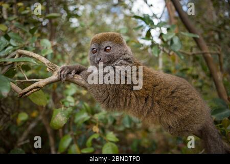 Lemure di bambù minore orientale (Hapalemur griseus) che giace su ramo, Parco Nazionale Andasibe-Mantadia, Regione Alaotra-Mangoro, Madagascar. Speci vulnerabili Foto Stock