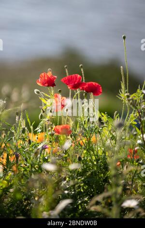 Papaveri tra i fiori selvatici lungo il Tamigi a Greenwich. Foto Stock