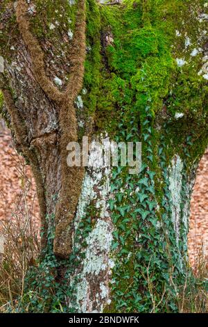 Primo piano di tronco di quercia (Quercus sp) con Ivy (Hedera sp) e muschio che cresce su di esso, Gobia Parco Naturale, Paesi Baschi, Spagna, marzo. Foto Stock