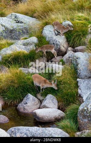 Tre stambecchi iberici/spagnoli (Capra pyrenaica) che si nutrono su erba lunga, tra cui madre e bambino, Sierra de Gredos, Avila, Castiglia e Leon, Spagna, Sep Foto Stock