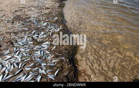 Atlantic menhaden (Brevoortia tirannus) piccolo shoal si è bloccato sulla riva dopo essere stato inseguito da Striped basso, Nantucket, Massachusetts, USA, settembre. Foto Stock