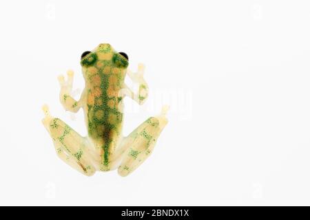 Rana di vetro reticolata (Hyalinobatrachium valerioi) in cattività, si verifica in Colombia, Costa Rica, Ecuador e Panama Foto Stock