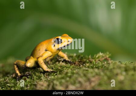 Rana avvelenata d'oro (Phyllobates terribilis) prigioniera, endemica della Colombia. Questa specie è la rana più velenosa del mondo, con un milligrano Foto Stock