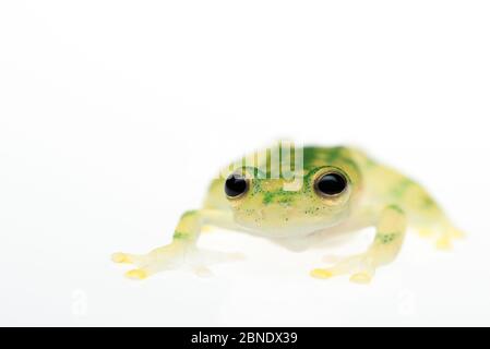 Rana di vetro reticolata (Hyalinobatrachium valerioi) in cattività, si verifica in Colombia, Costa Rica, Ecuador e Panama Foto Stock