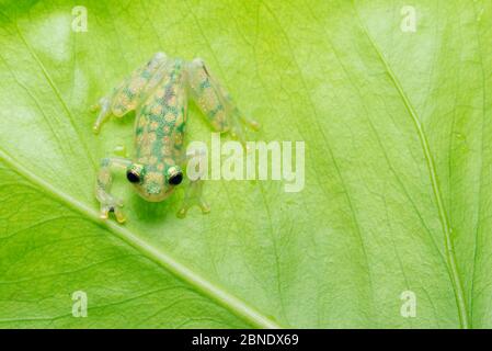 Rana di vetro reticolata (Hyalinobatrachium valerioi) in cattività, si verifica in Colombia, Costa Rica, Ecuador e Panama Foto Stock