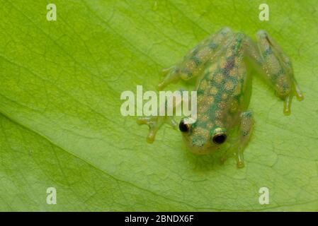 Rana di vetro reticolata (Hyalinobatrachium valerioi) in cattività, si verifica in Colombia, Costa Rica, Ecuador e Panama Foto Stock