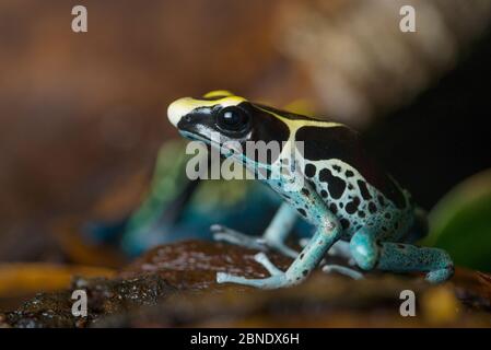 La rana di freccia di veleno di tintura (Dendrobates tinctorius) cattività, si verifica nello scudo della Guiana del Sud America. Foto Stock