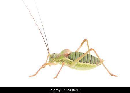 Bush-cricket (Ephippiger diurnus) con dorso a sella maschio, Francia, luglio, progetto Meetyourneighbors.net Foto Stock