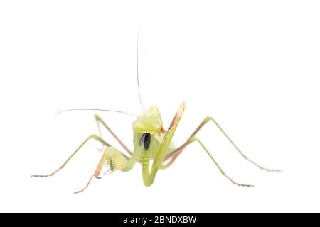 Mantis europeo (Mantis religiosa) femmina che grooming gamba anteriore, Francia, luglio, Meetyourneighbors.net progetto Foto Stock