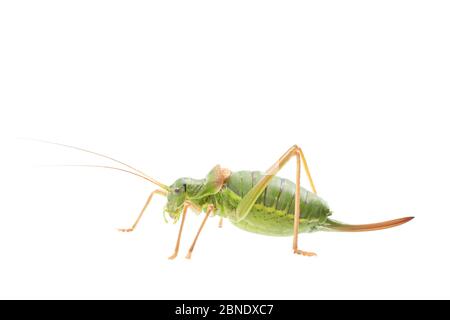 Saddle-backed bush-cricket (Ephippiger diurnus) femmina, Paesi Bassi, settembre, Meetyourneighbors.net progetto Foto Stock