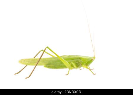 Grande testa di conea (Ruspolia nitidula) maschio, Francia, luglio, Meetyourneighbors.net progetto Foto Stock