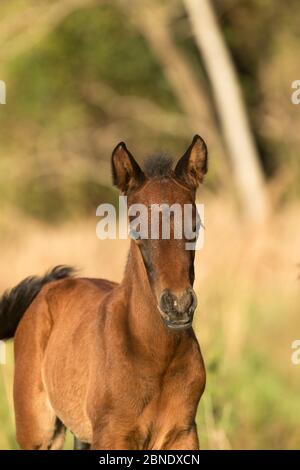 Wild Pantaneiro colt di quattro mesi, Pantanal, Mato Grosso do sul, Brasile. Foto Stock