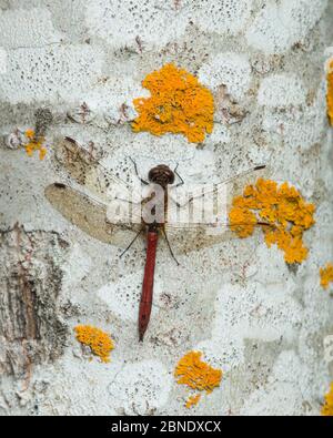 Dragonfly vagante darter (Sympetrum vulgatum) che riposa sui licheni, Jamsa, Finlandia Centrale, settembre. Foto Stock