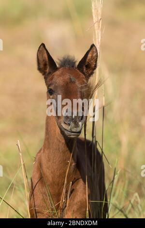 Ritratto di un pantaneiro selvaggio di quattro mesi colt o foal, Pantanal, Mato Grosso do sul, Brasile. Agosto 2015. Foto Stock