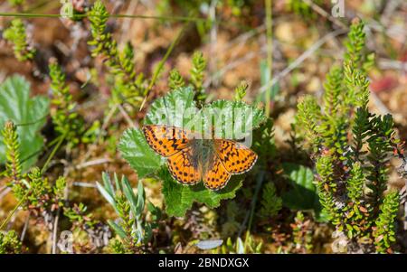 Farfalla fritta di mirtillo (Boloria aquilonaris) maschio, Joutsa, Finlandia, luglio. Foto Stock