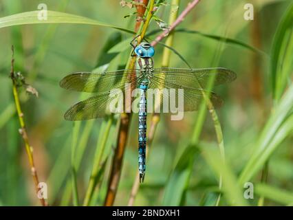 Dragonfly falco verde (Aeshna viridis), maschio, Ostrobothnia settentrionale, Finlandia, agosto. Foto Stock