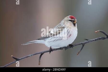 Arctic Redpoll (Carduelis hornemanni), in inverno, Lapponia, Finlandia, aprile. Foto Stock