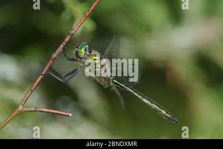Brillante libellula smeraldo (Somatochlora metallica) maschio di riposo, Jyvaskyla Finlandia, luglio. Foto Stock