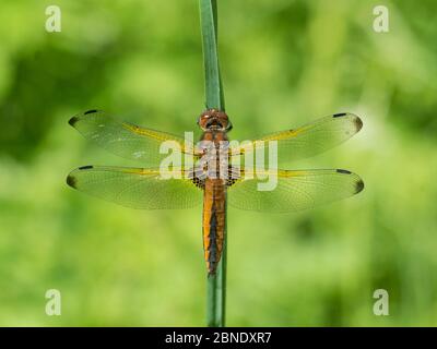 La forma arancione appena emersa (Libellula fulva), Carelia del Nord, Finlandia, giugno. Foto Stock