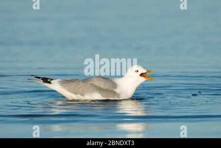 Gabbiano comune (Larus canus) che si nutra di pesci, Finlandia, maggio. Foto Stock