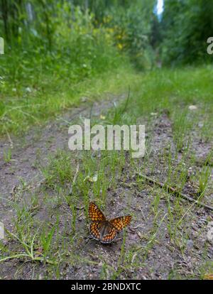 Farfalla frittillaria scarseggia (Euphydryas maturna) femmina in habitat, Finlandia, luglio. Foto Stock