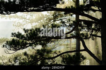 Sole che splende attraverso gli alberi di pino Foto Stock