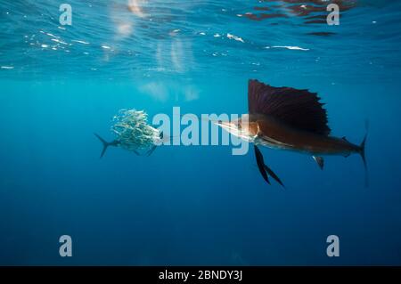 Pesce di mare Atlantico (Istiophorus albicans) attaccando scuola di Sardine (Sardinella aurita) palla esca, Isla Mujeres, Mar dei Caraibi, Messico, febbraio Foto Stock