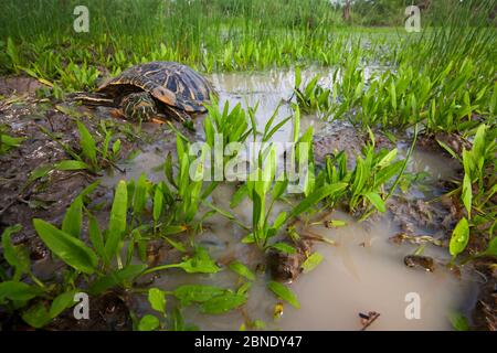 Tartaruga a cursore dall'orecchie rosse (Trachemys scripta elegans) Laredo Borderlands, Texas, Stati Uniti. Aprile Foto Stock