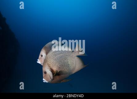 Coppia di angeli grigi (Pomacanthus arcuatus), Cancun National Park, Cancun, Mar dei Caraibi, Messico, febbraio Foto Stock