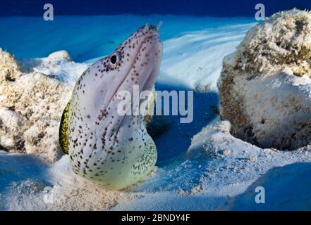 Moray macchiato (Gymnotorax moringa) sul fondale marino, Playa del Carmen, Mar dei Caraibi, Messico, gennaio Foto Stock