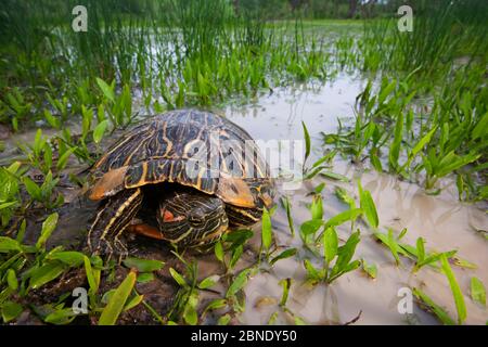 Tartaruga a cursore dall'orecchie rosse (Trachemys scripta elegans) Laredo Borderlands, Texas, Stati Uniti. Aprile Foto Stock