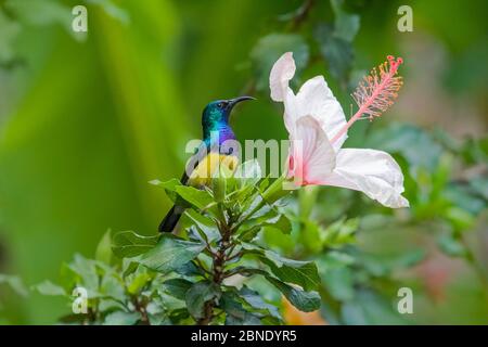 Uccello solare variabile (Nectarinia venusta) maschio adulto su fiore di Hibiscus, Nairobi, Kenya Foto Stock