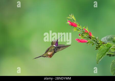 Colibrì (Calliphlox mitchellii) colibrì maschio adulto, vicino alla pianta alimentare. Tandayapa Lodge, Ecuador Foto Stock